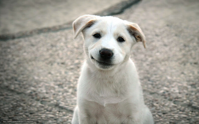 white puppy looking up