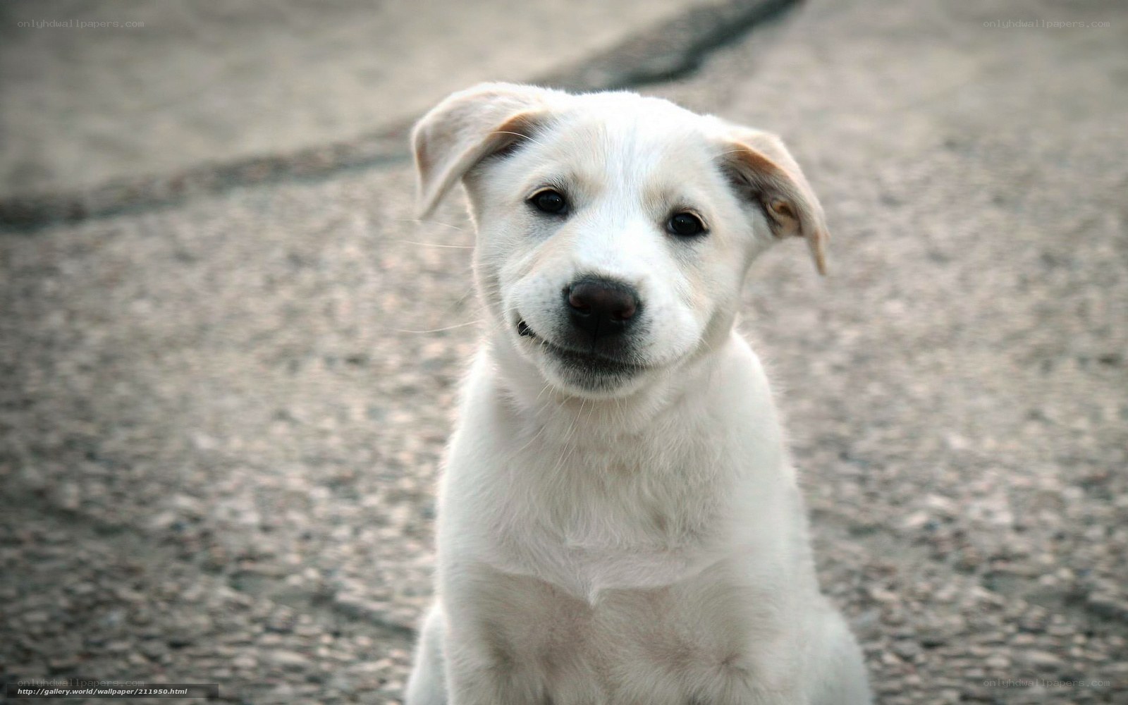white puppy looking up