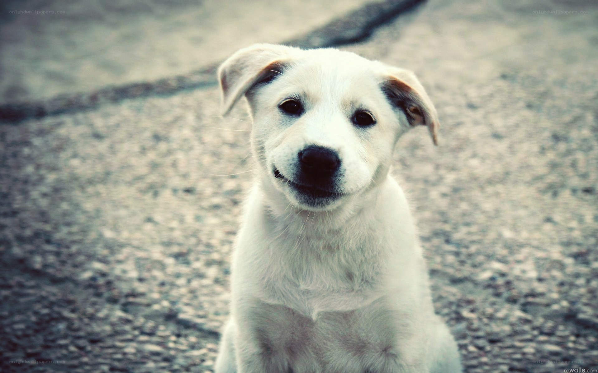 white puppy looking up