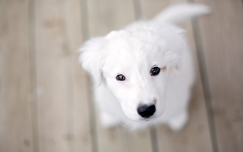 White Puppy Looking Up — Innocent