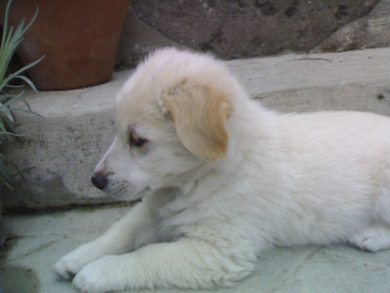 White Puppy Lying — Calm, Photograph