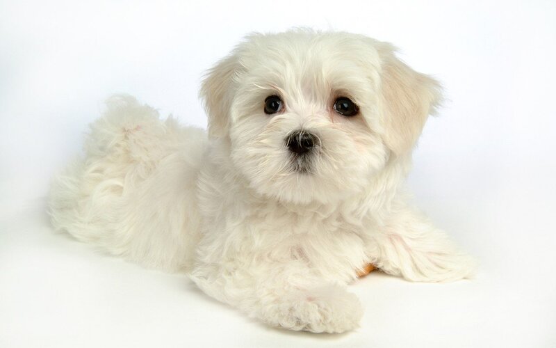 white puppy lying down