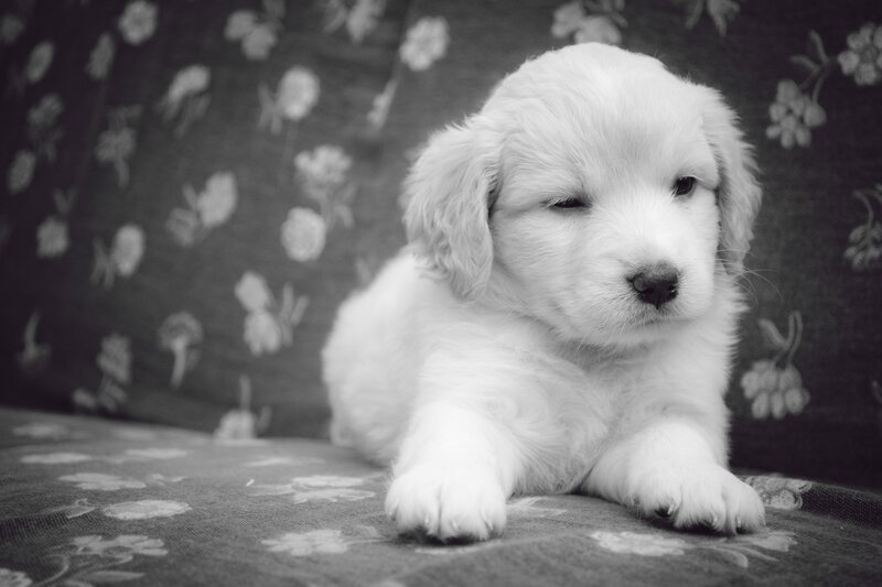 White Puppy Lying Down — Black, Calm