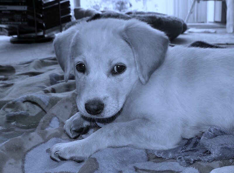 White Puppy Lying Down — Blue