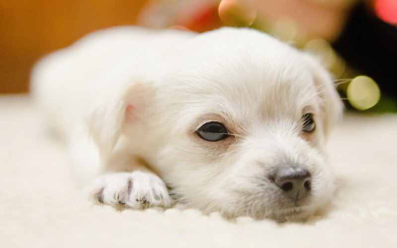 White Puppy Lying Down — Calm, Photograph, Carpet, Lights