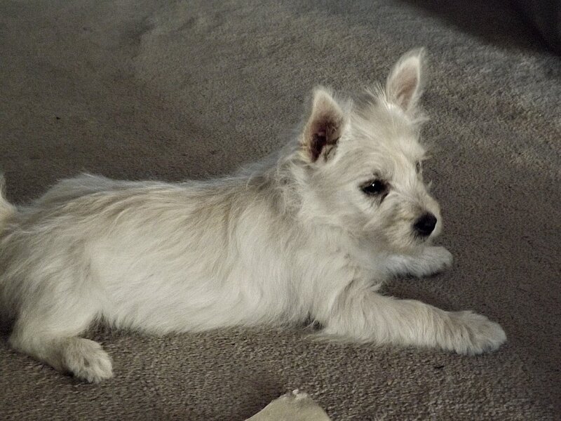 White Puppy Lying Down — Calm, Photograph, Carpet