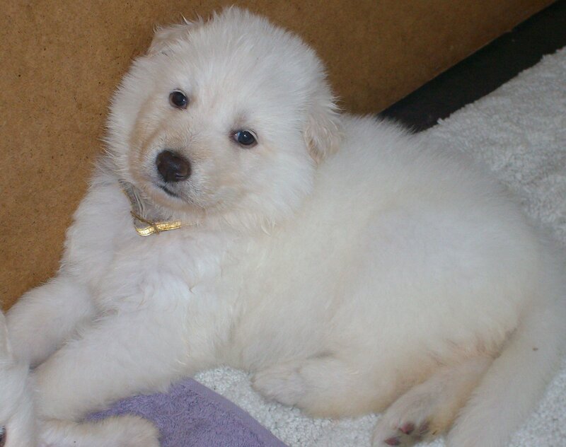 White Puppy Lying Down — Calm, Photograph, Collar