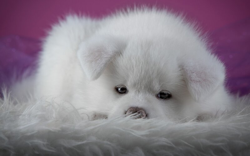 White Puppy Lying Down — Calm, Photograph, Fluffy Blanket