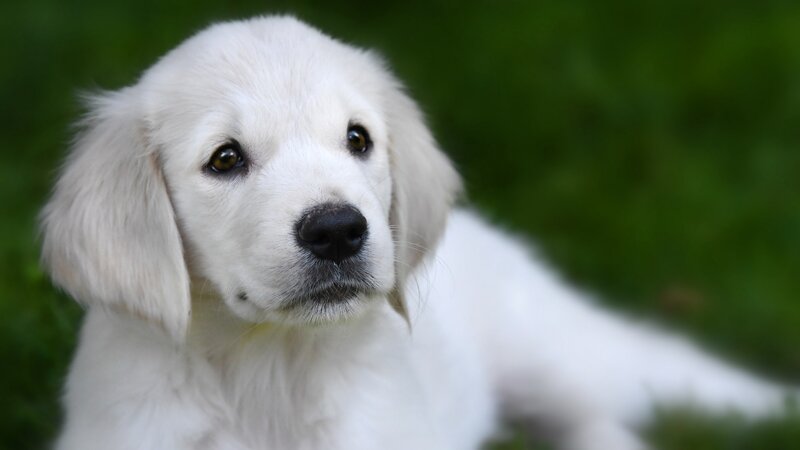 White Puppy Lying Down — Calm, Photograph, Grass