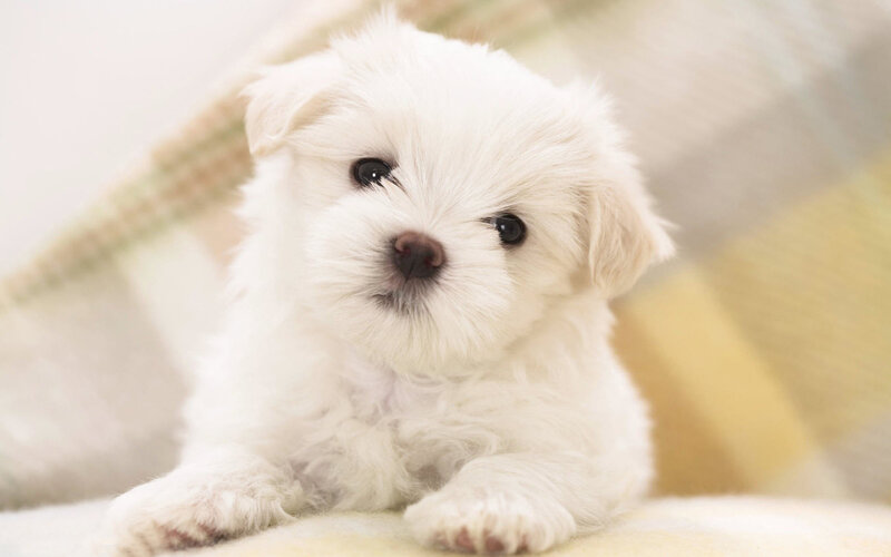 White Puppy Lying Down — Calm, Photograph