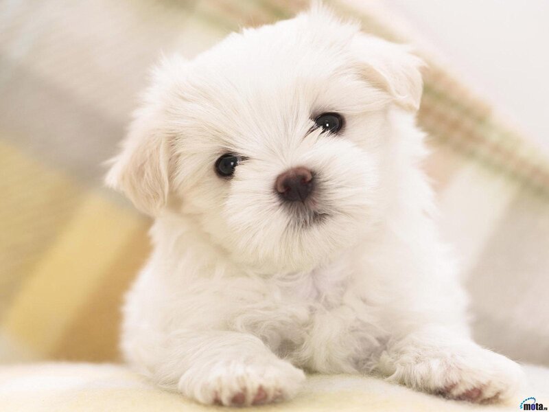 White Puppy Lying Down — Calm