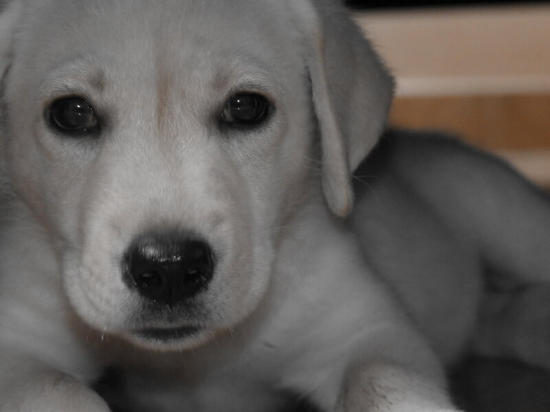 White Puppy Lying Down — Gray