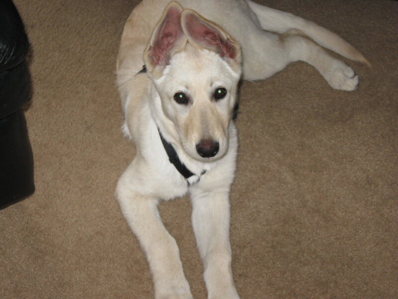 white puppy lying on carpet