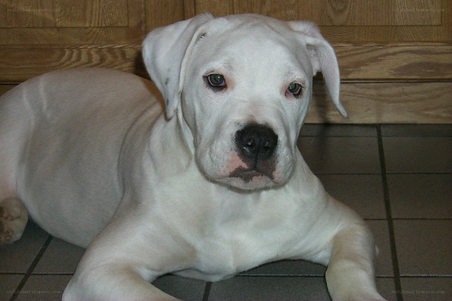 white puppy lying on floor