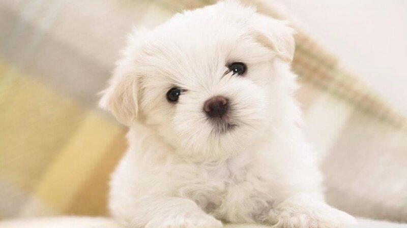 White Puppy Lying