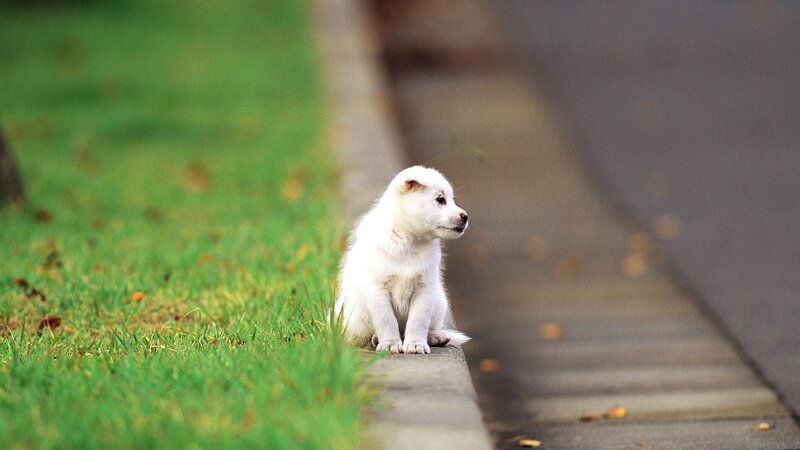 White puppy on a curb