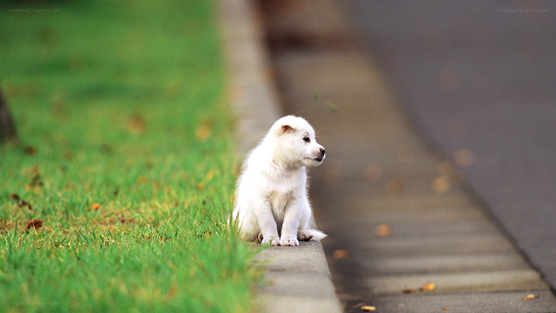White puppy on a curb