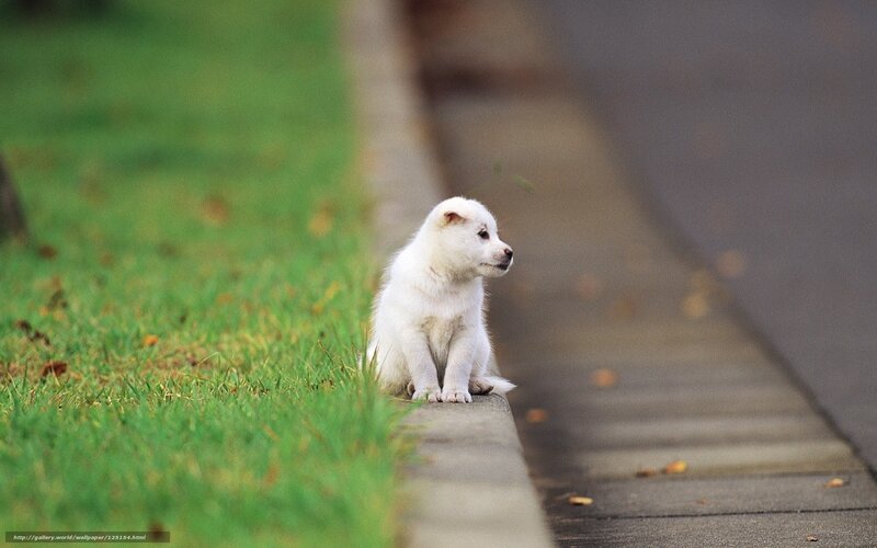 White puppy on a curb