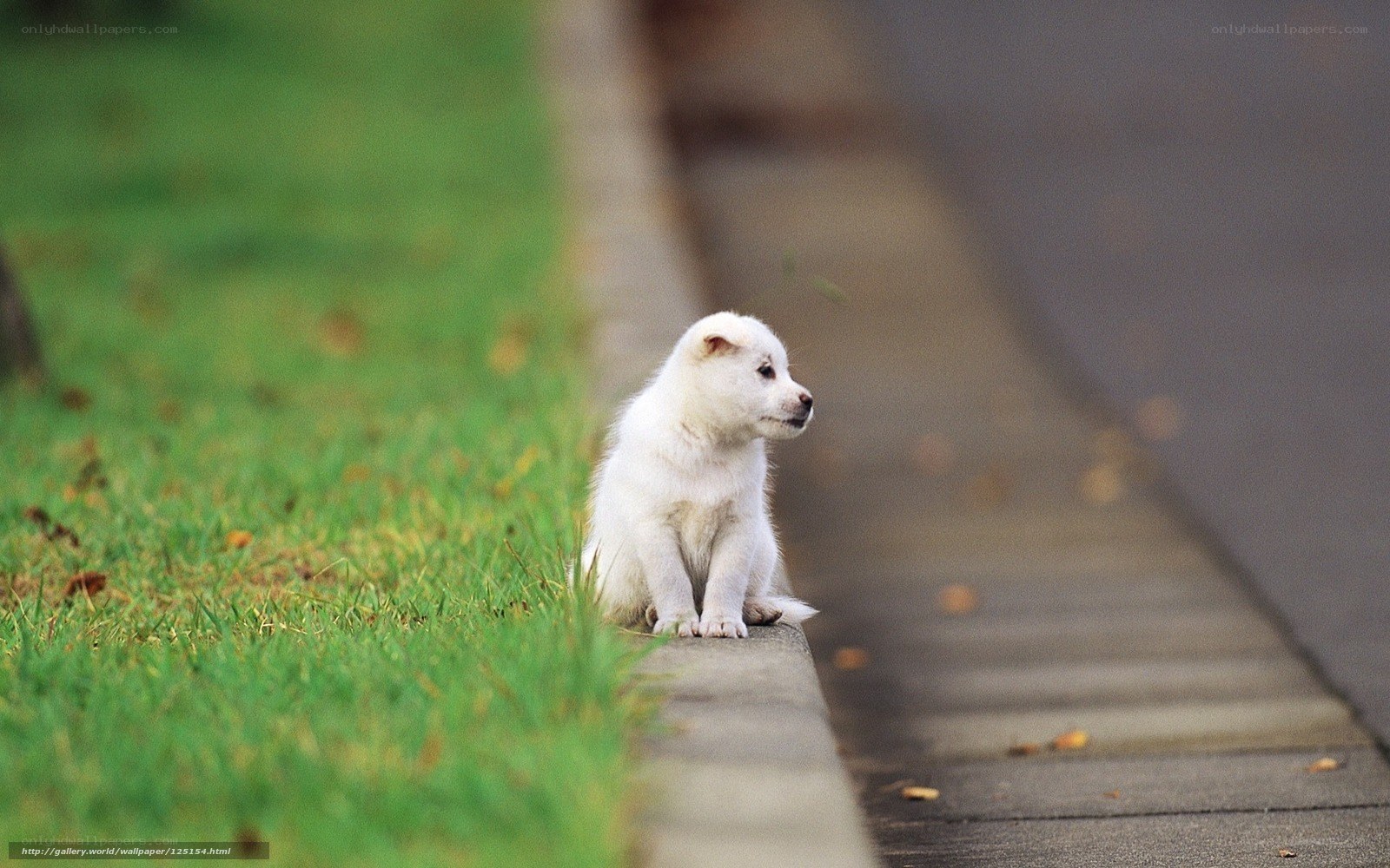 White puppy on a curb