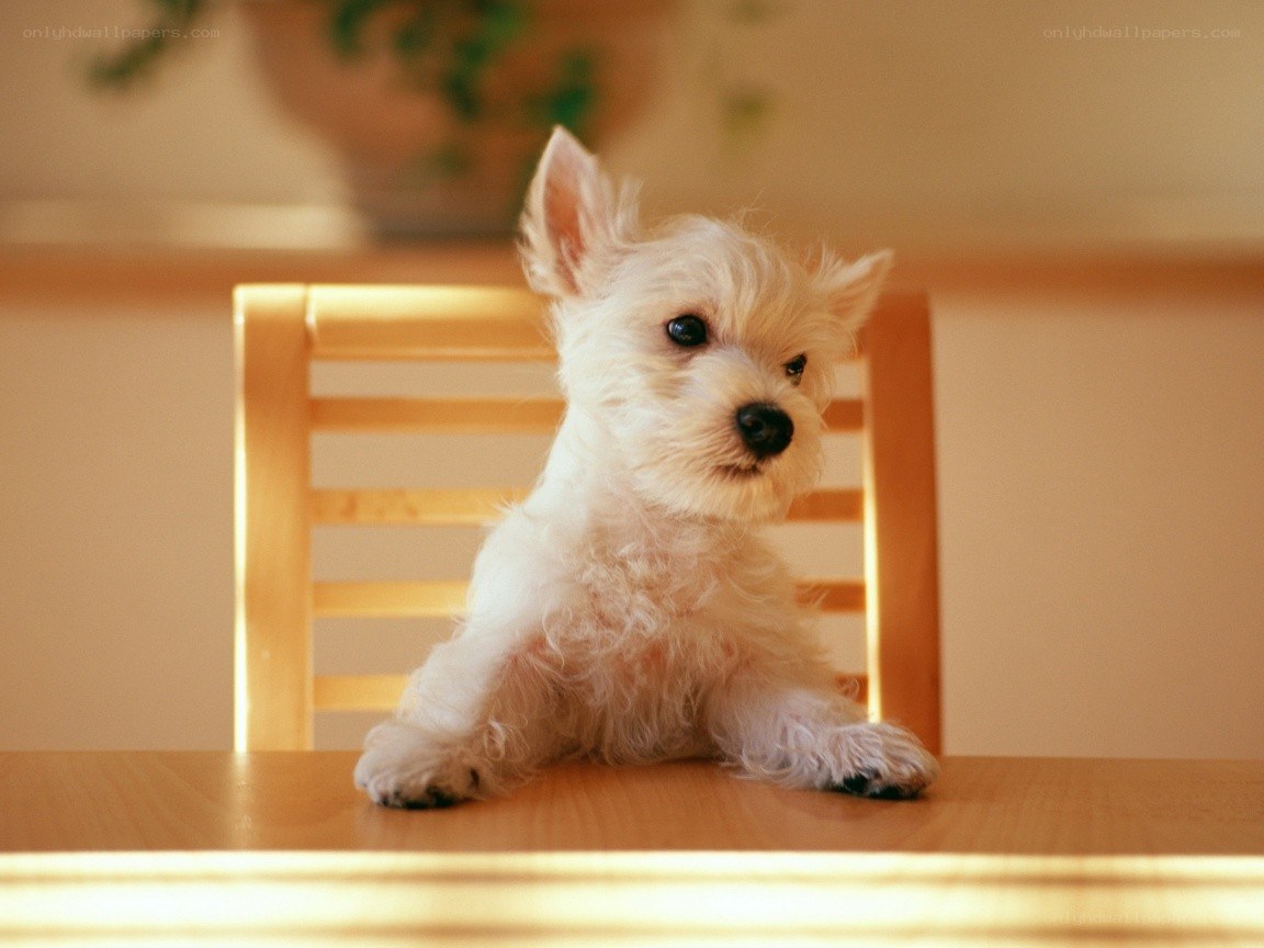 white puppy on a table