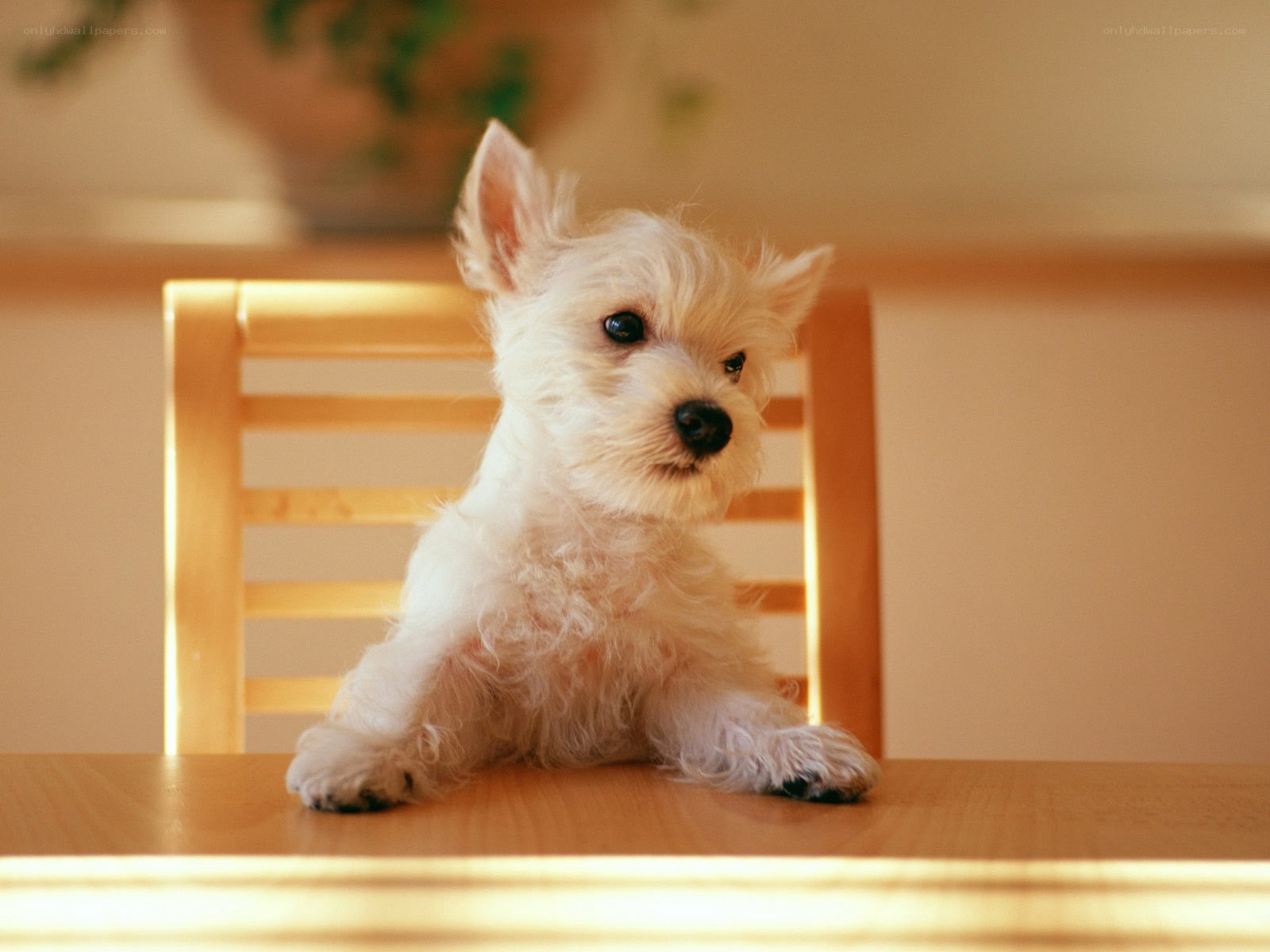 white puppy on a table