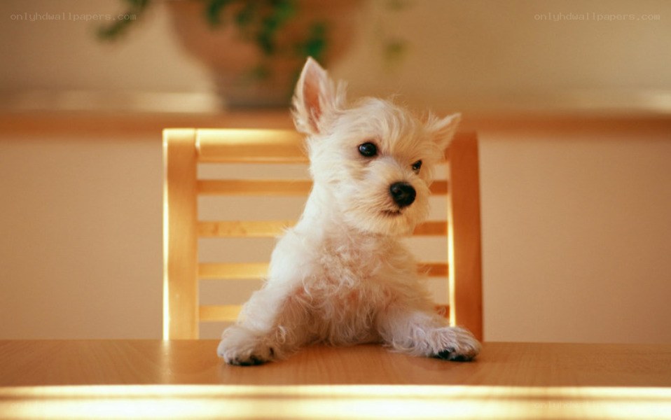 white puppy on a table