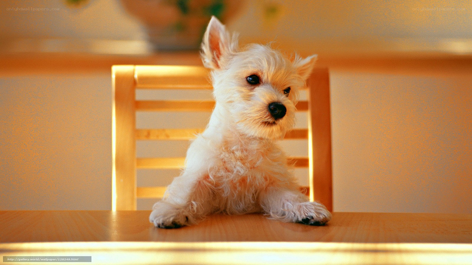 white puppy on a table