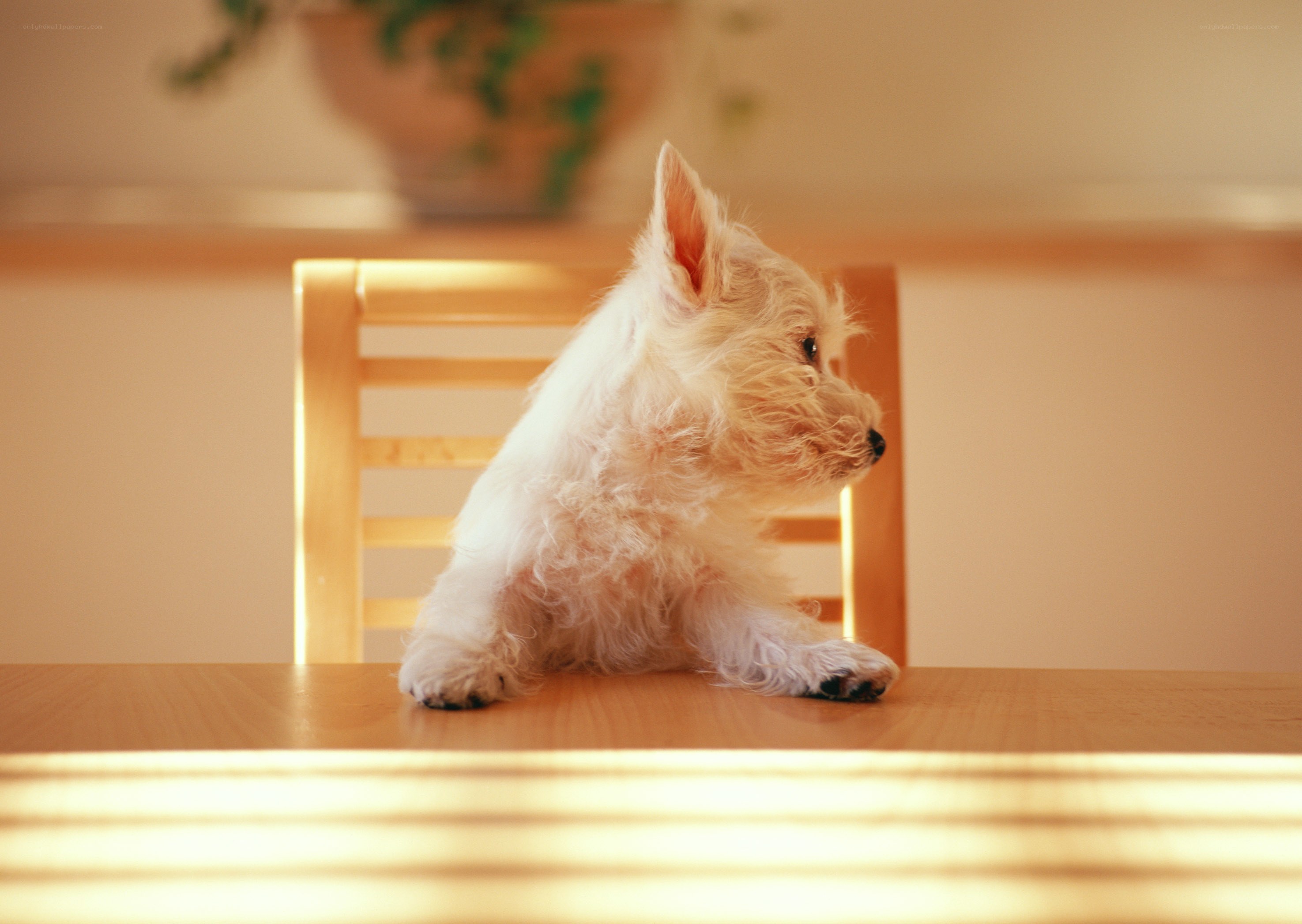 White puppy on a table