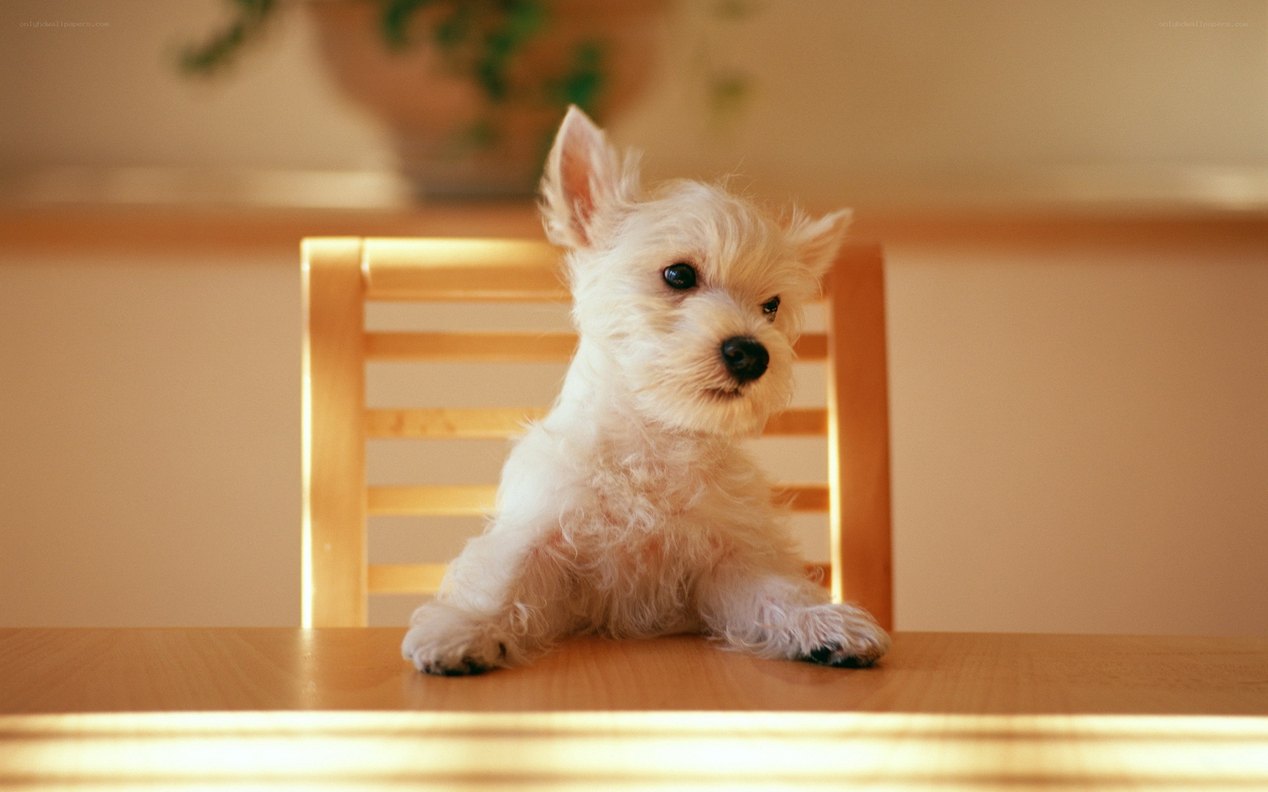 White puppy on a table