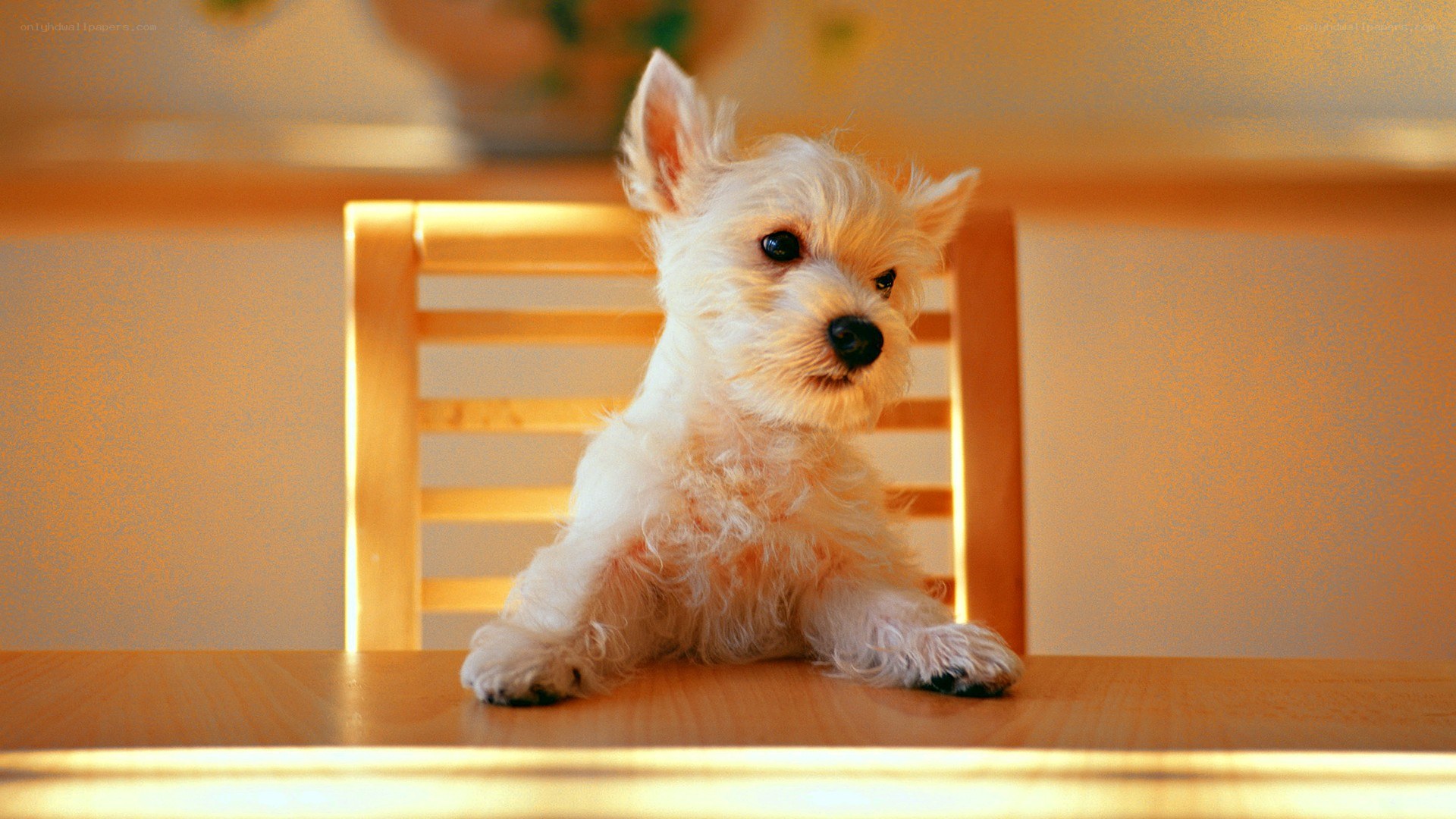 white puppy on a table