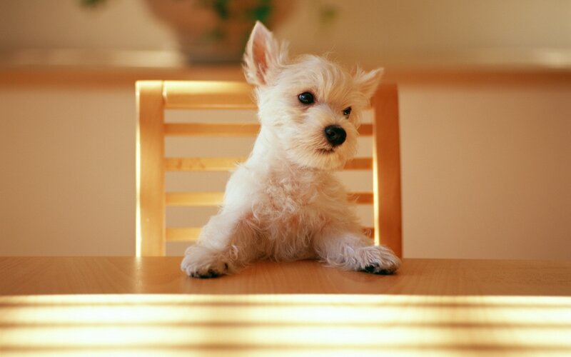 White puppy on a table