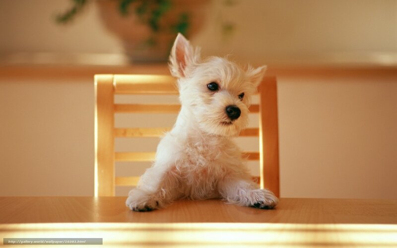 white puppy on a table