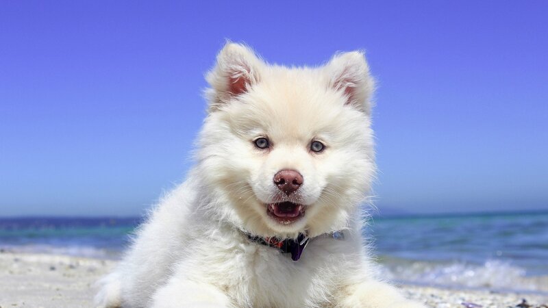 White Puppy on Beach — Blue