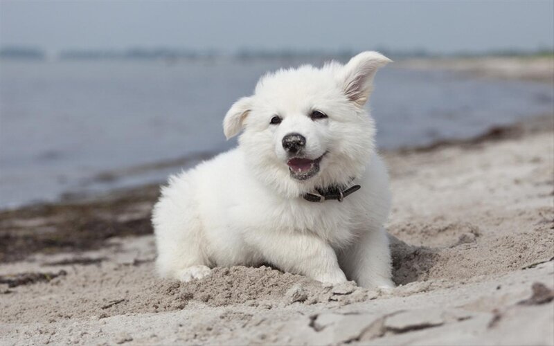 White Puppy on Beach