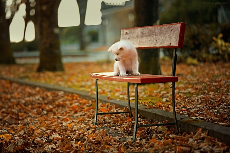 White Puppy on Bench