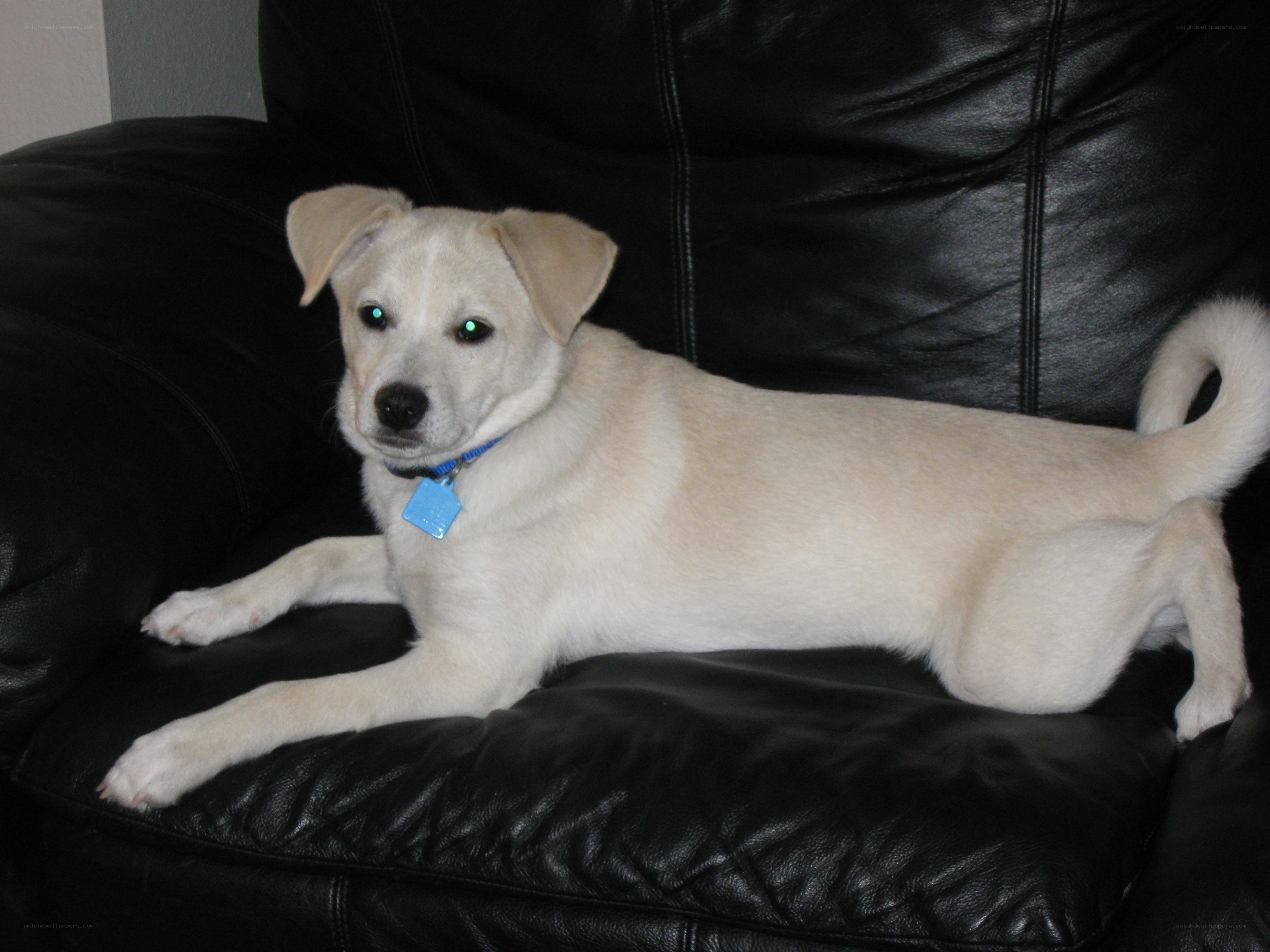 White puppy on black couch