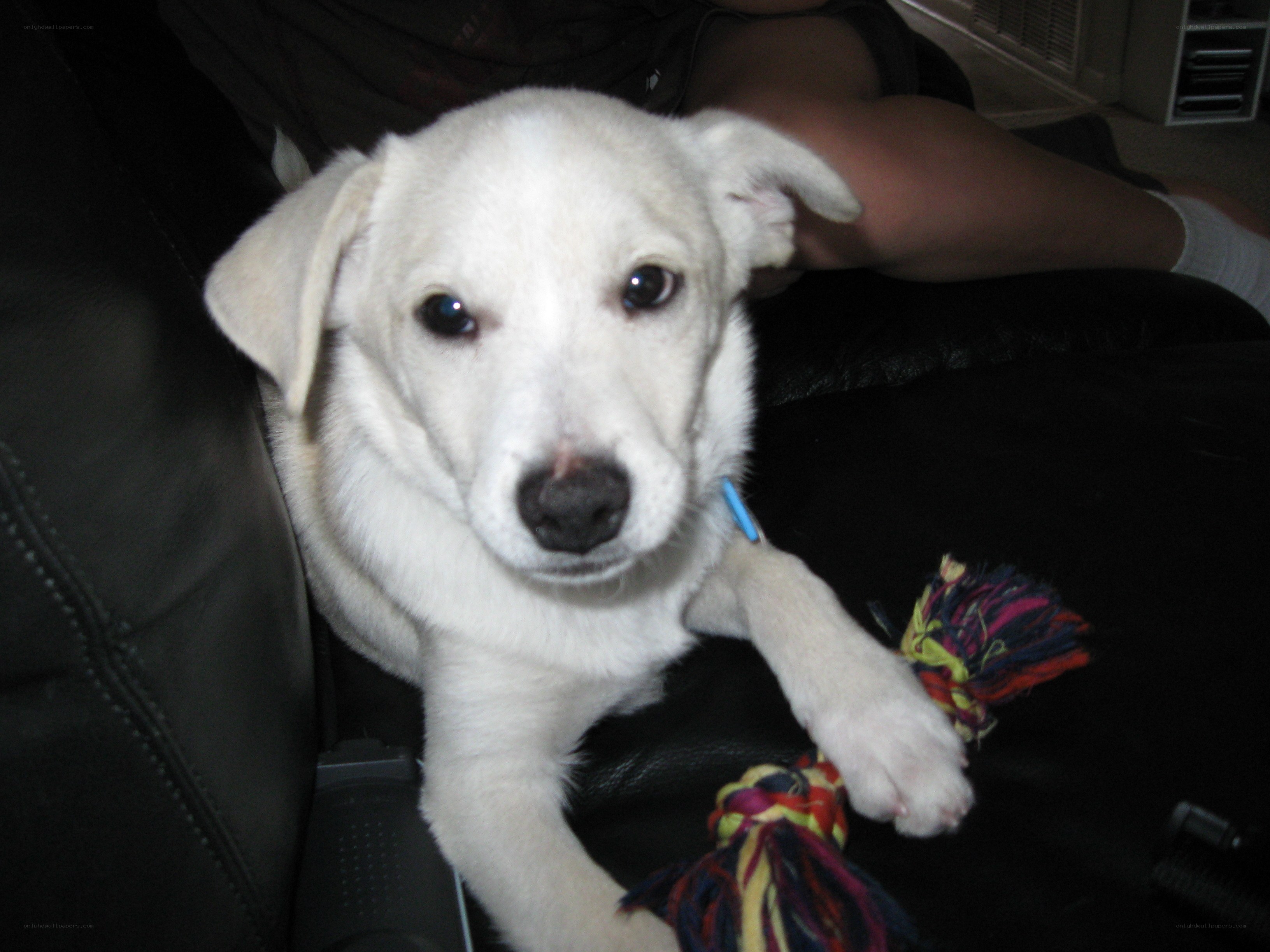 white puppy on black couch
