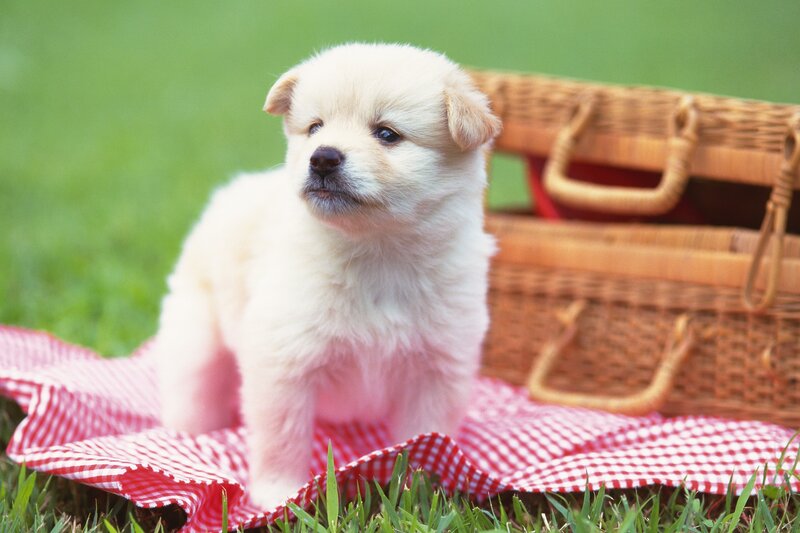 White Puppy on Blanket — Calm, Afternoon