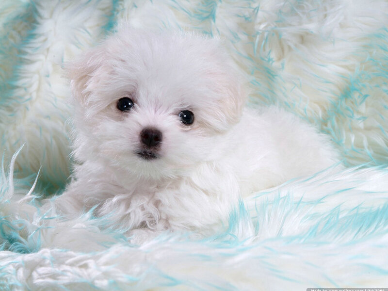 White Puppy on Blanket — Calm, Blue