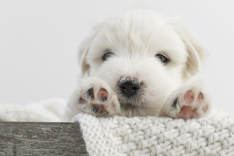 White Puppy on Blanket — Calm, Photograph, Paws