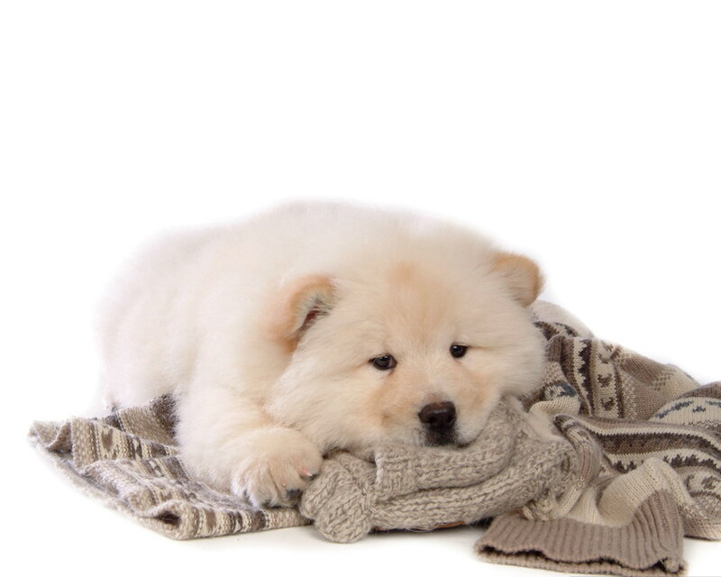 White Puppy on Blanket — Calm, Photograph