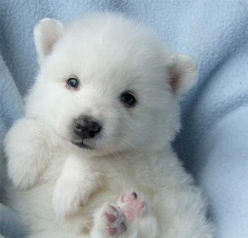 White Puppy on Blanket — Calm