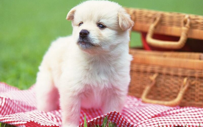 White Puppy on Blanket — Peaceful, Afternoon