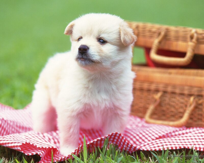 White Puppy on Blanket — Peaceful