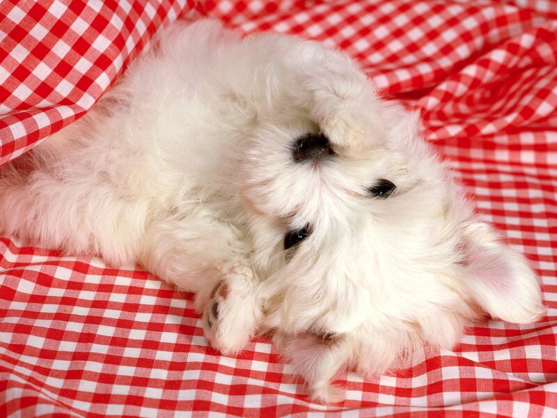 White Puppy on Blanket — Red