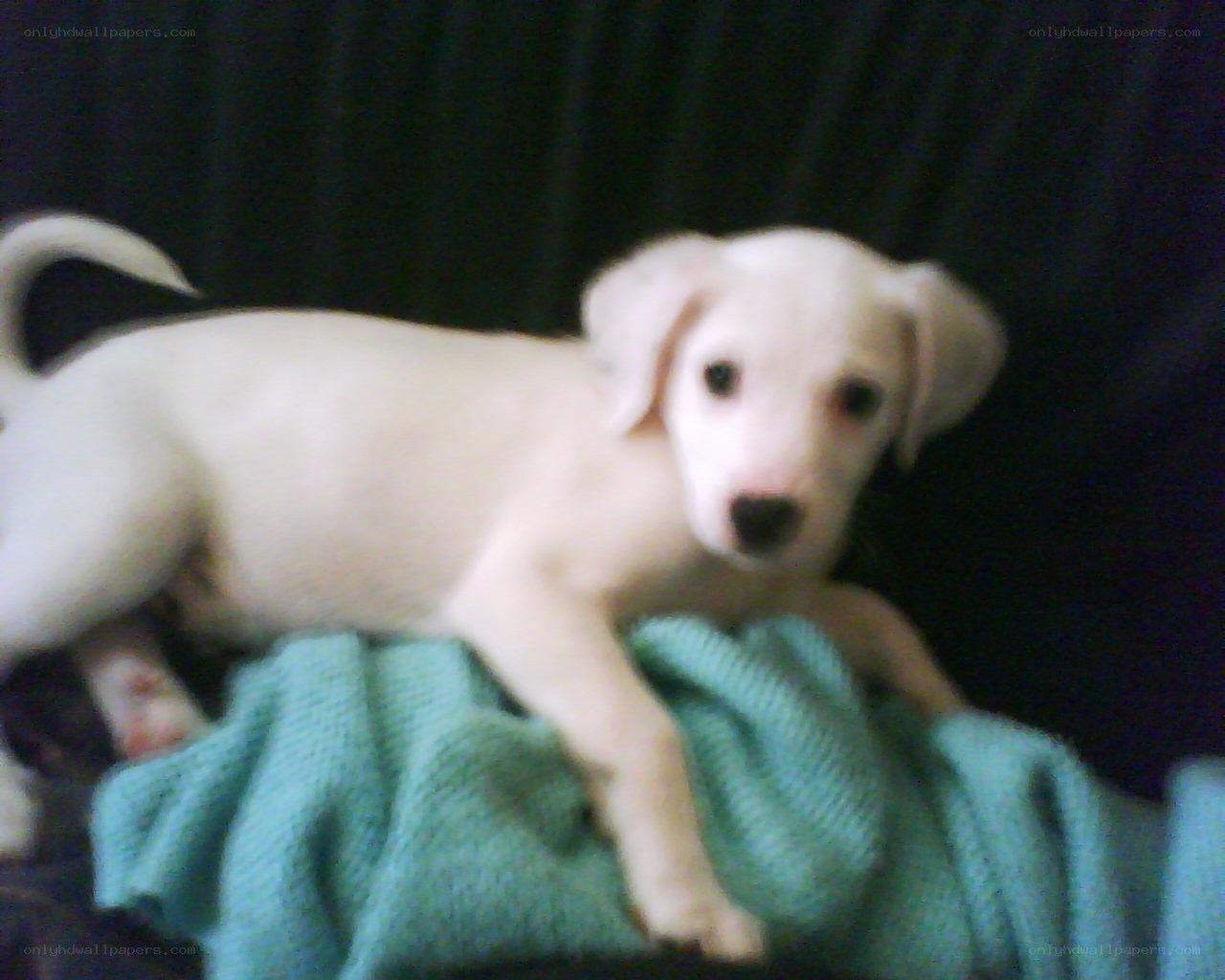 white puppy on blanket