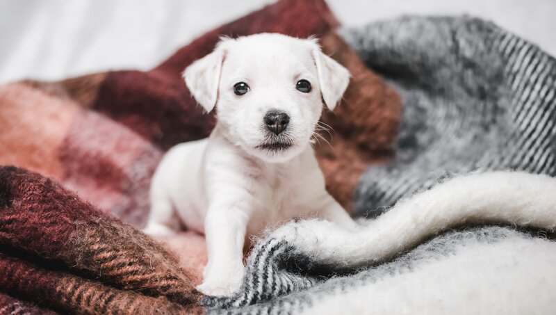 White Puppy on Blankets