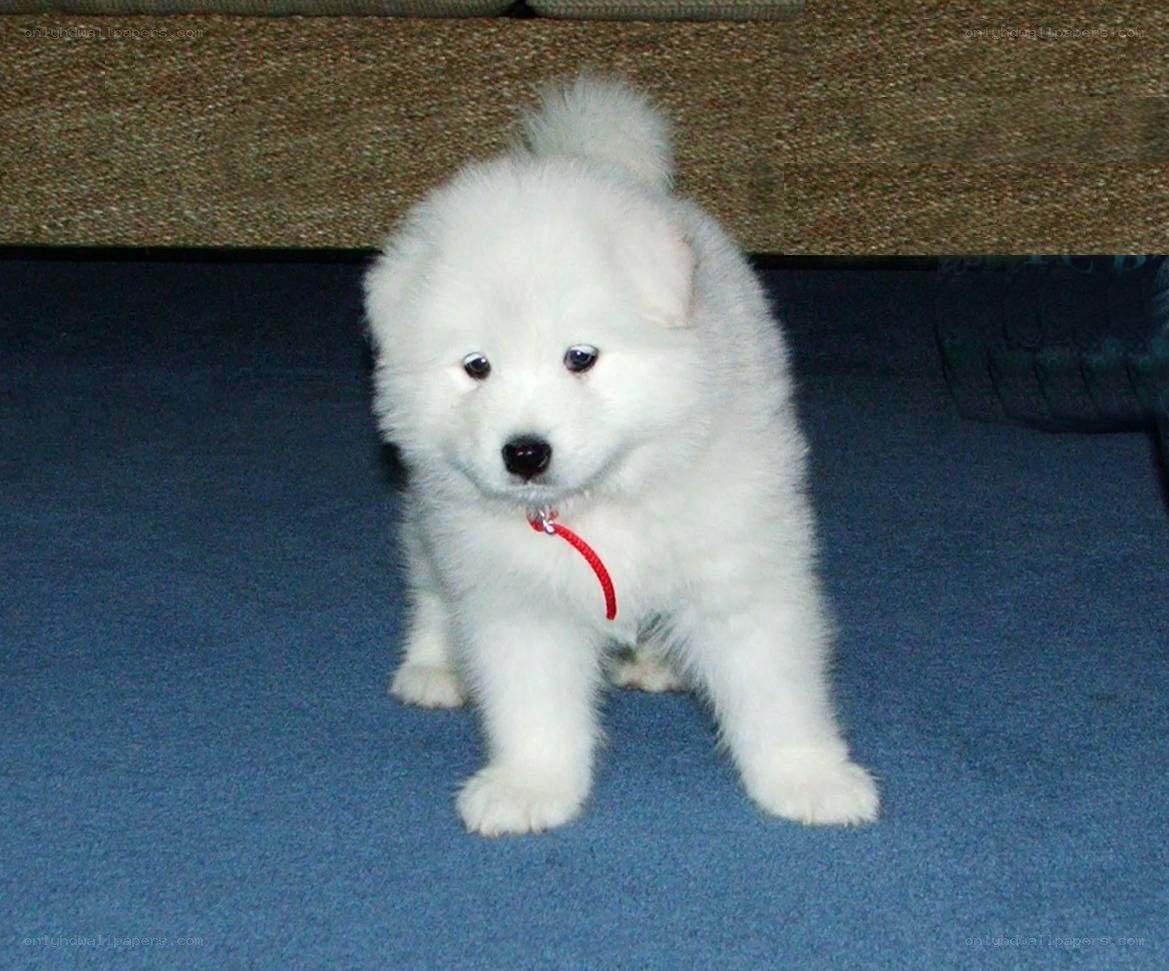 White puppy on blue carpet