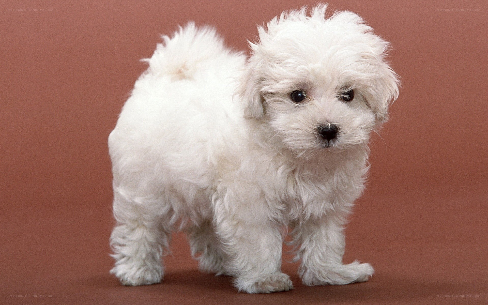white puppy on brown background