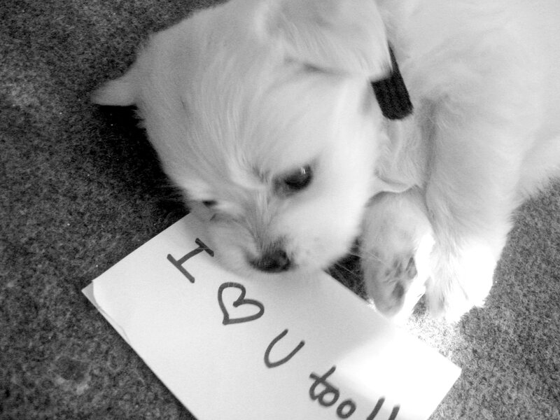 White Puppy on Carpet — Black